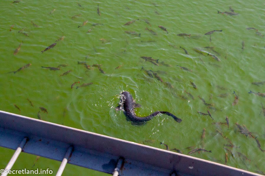 Fish in the canals near the Chernobyl nuclear power plant