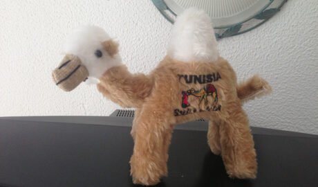Верблюд из Туниса