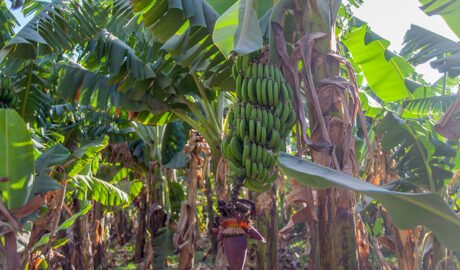Банановая ферма