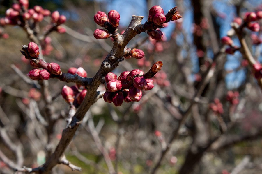 Koishikawa Korakuen Gardens