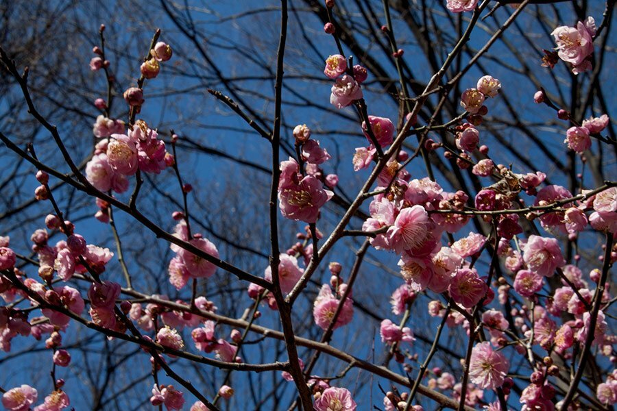 Koishikawa Korakuen Gardens