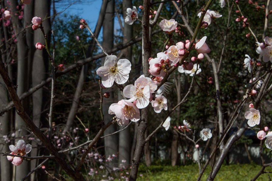 Koishikawa Korakuen Gardens