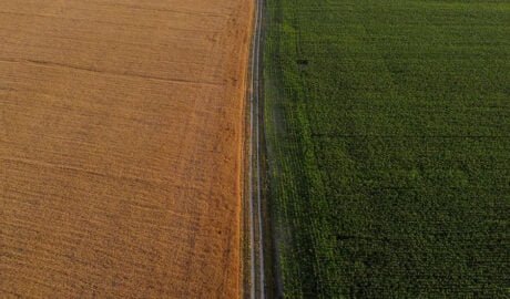 Пшеница и кукуруза