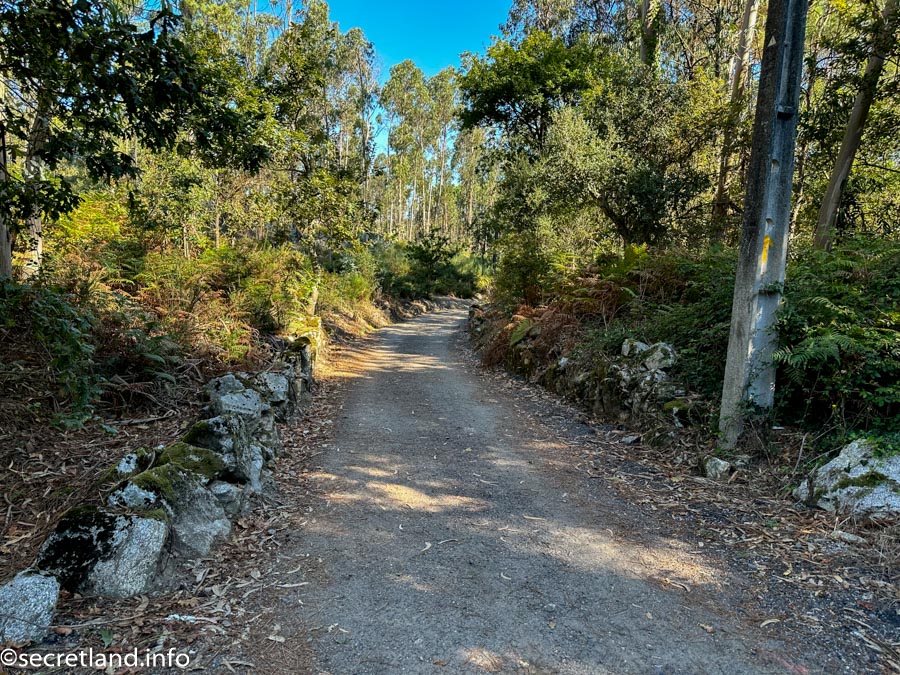 The road went through the forest again
