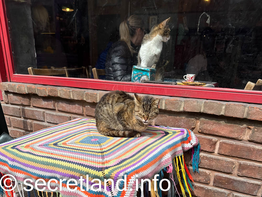 Котики в Cafe Naftalin K
