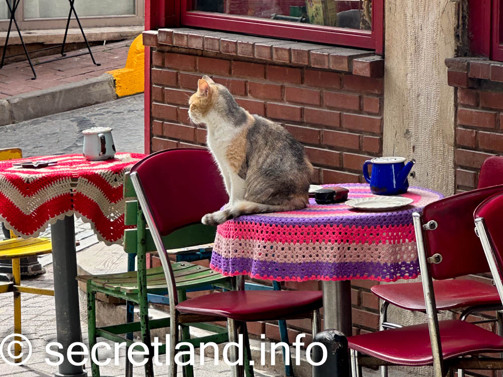 Котики в Cafe Naftalin K
